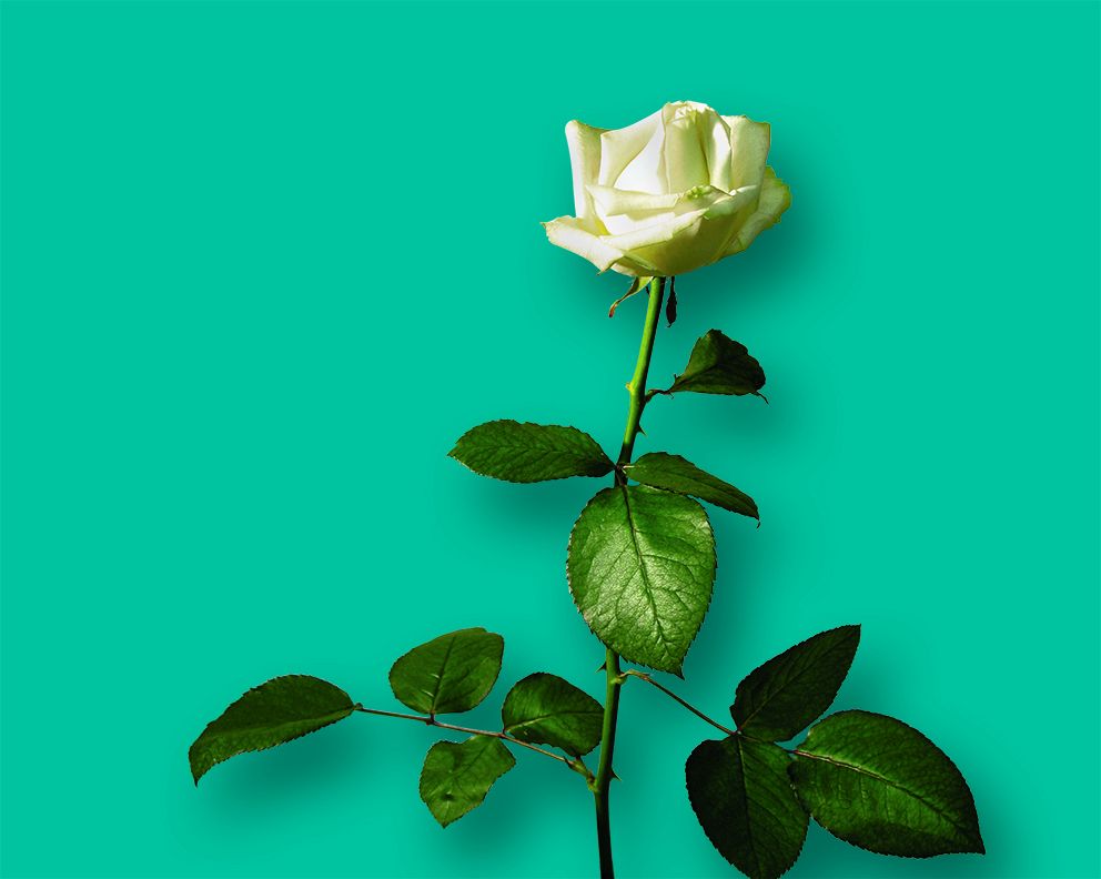 Hospizbewegung Hospizbewegung